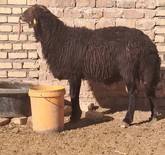 بره قوچ همو|حیوانات مزرعه|سلیمان, |دیوار