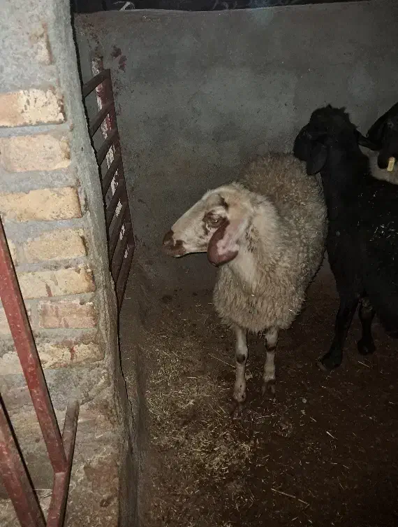 بره ماده ۴۰کیلویی|حیوانات مزرعه|تفت, |دیوار