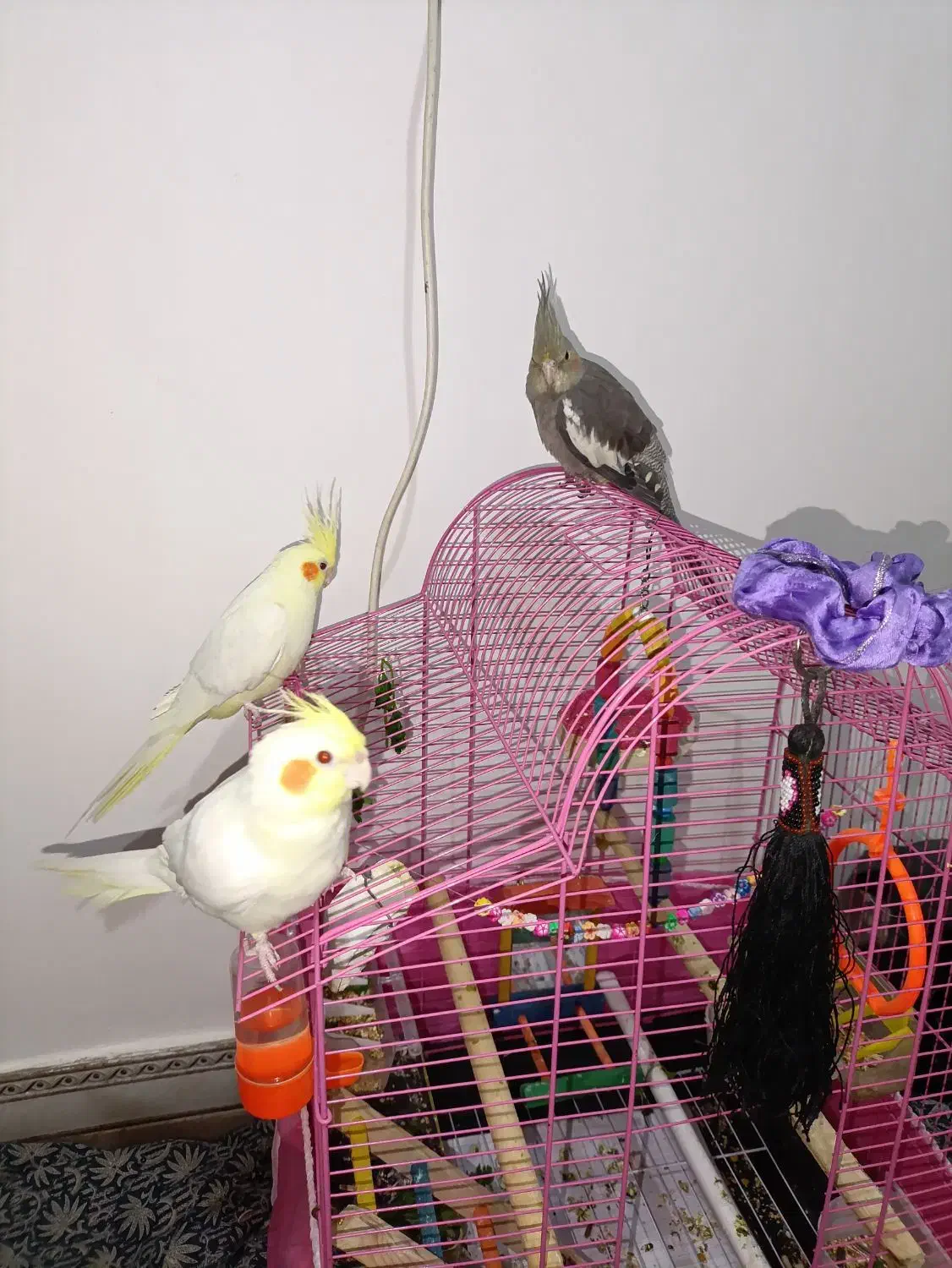 فروش تعدادی عروس هلندی|پرنده|فریدونکنار, |دیوار