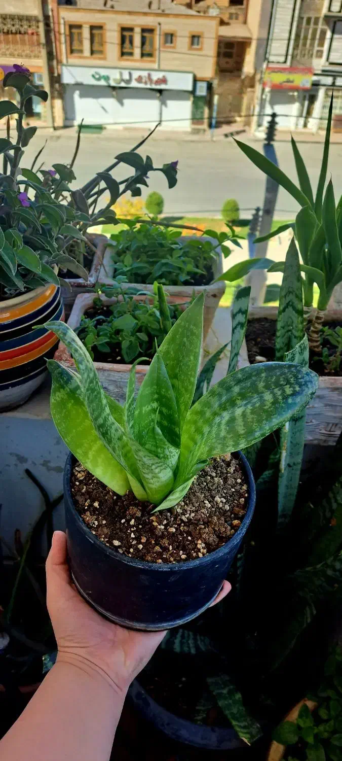 نخل مرداب،استاپیلیا،سانسوریا پاکوتاه|گل و گیاه طبیعی|ایلام, |دیوار