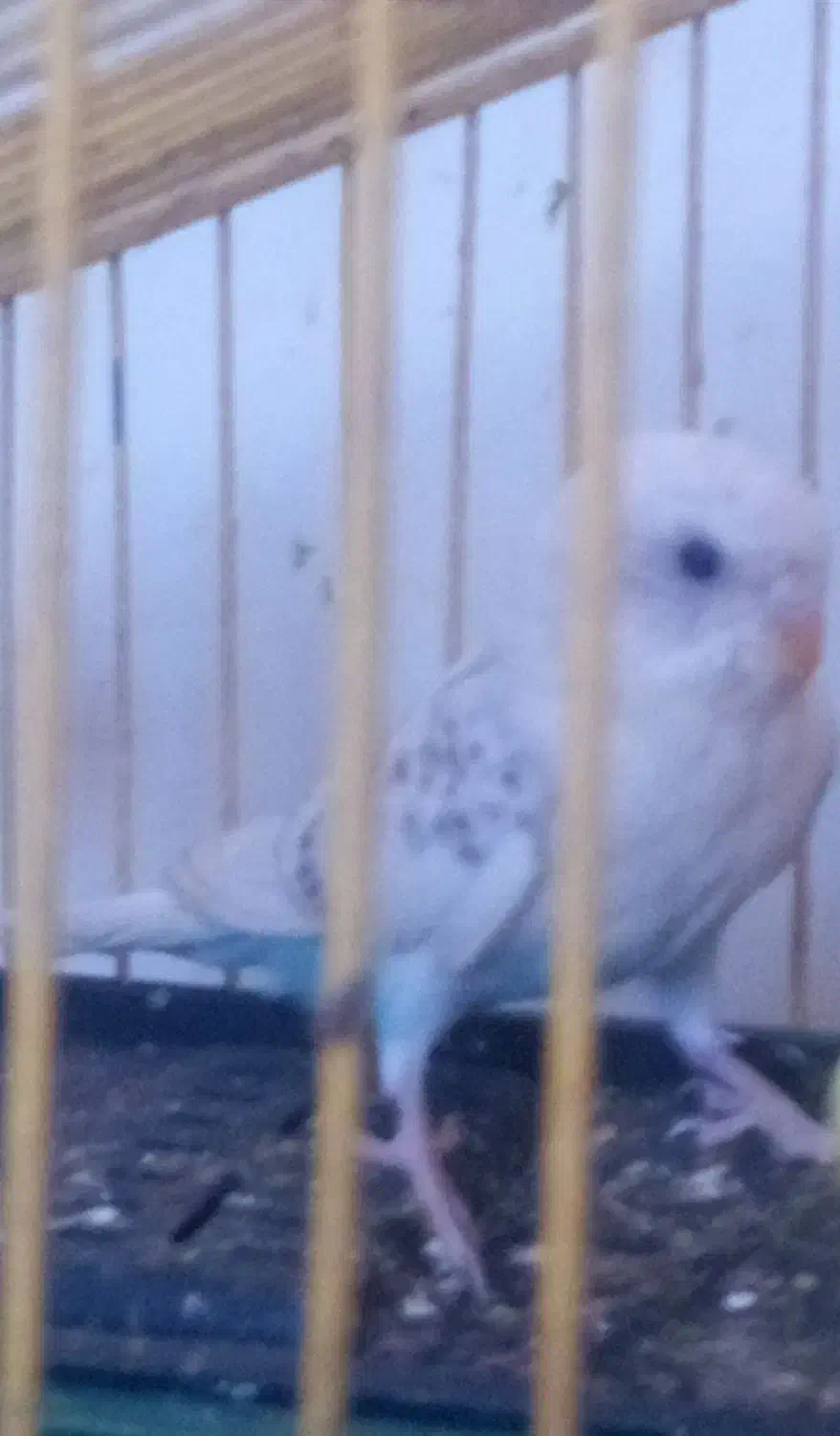 مرغ عشق نر معاوضه با ماده|پرنده|بیرجند, |دیوار