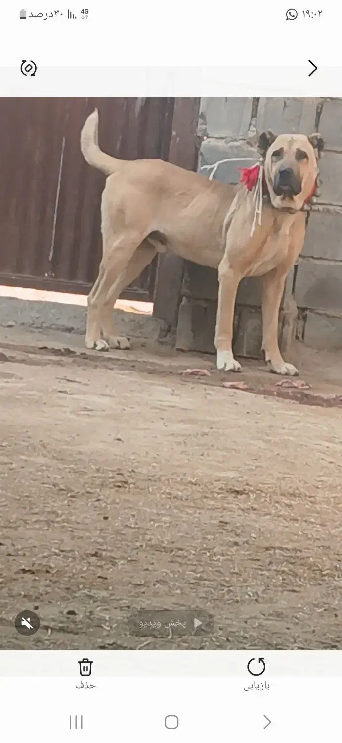 واگذاری سگ|سگ|ورزنه, |دیوار