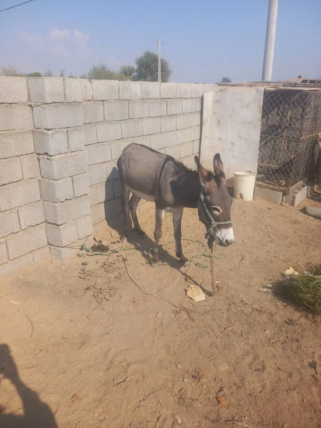 الاغ رهبار نر|حیوانات مزرعه|قلعه قاضی, |دیوار