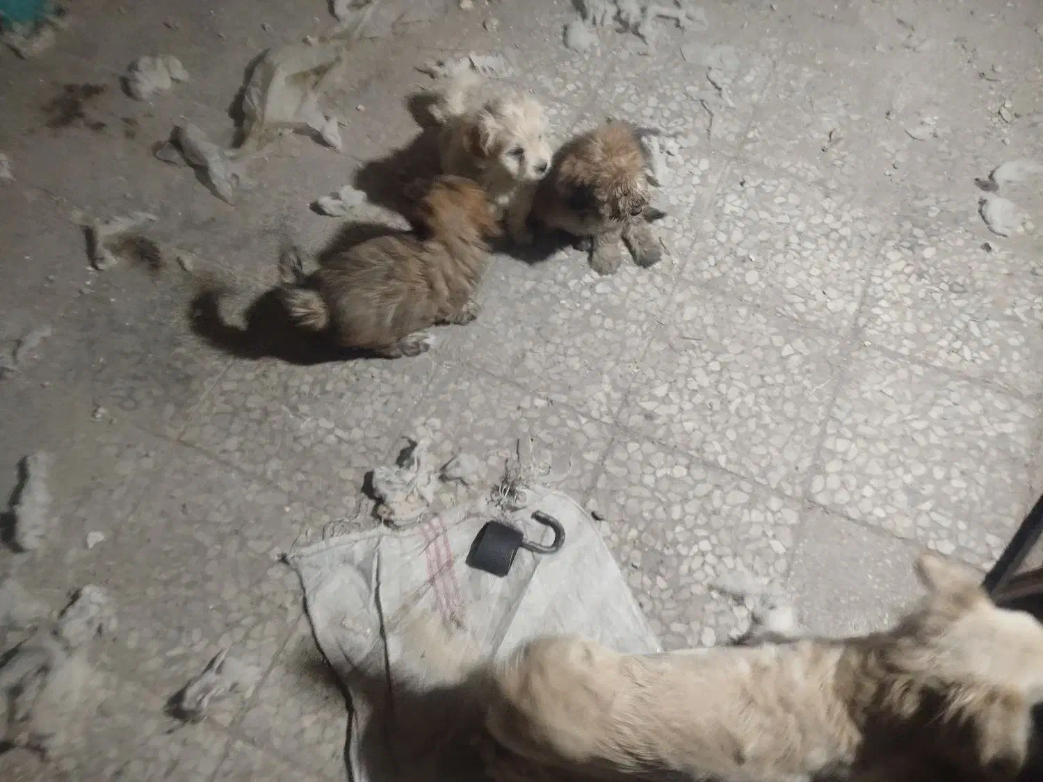 ۵عدد توله شیتزو‌برای فروشی|سگ|ری, دولت‌آباد|دیوار