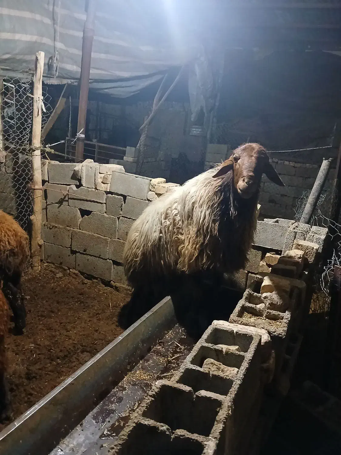 قوچ هترو|حیوانات مزرعه|اسفراین, |دیوار