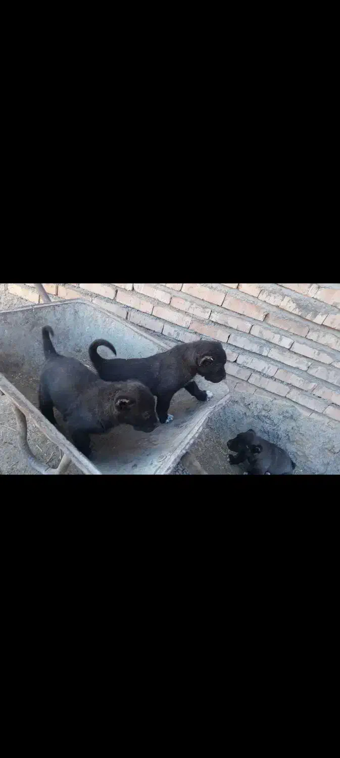 نرماده سرابی بهترین نژاد|سگ|سراب, |دیوار