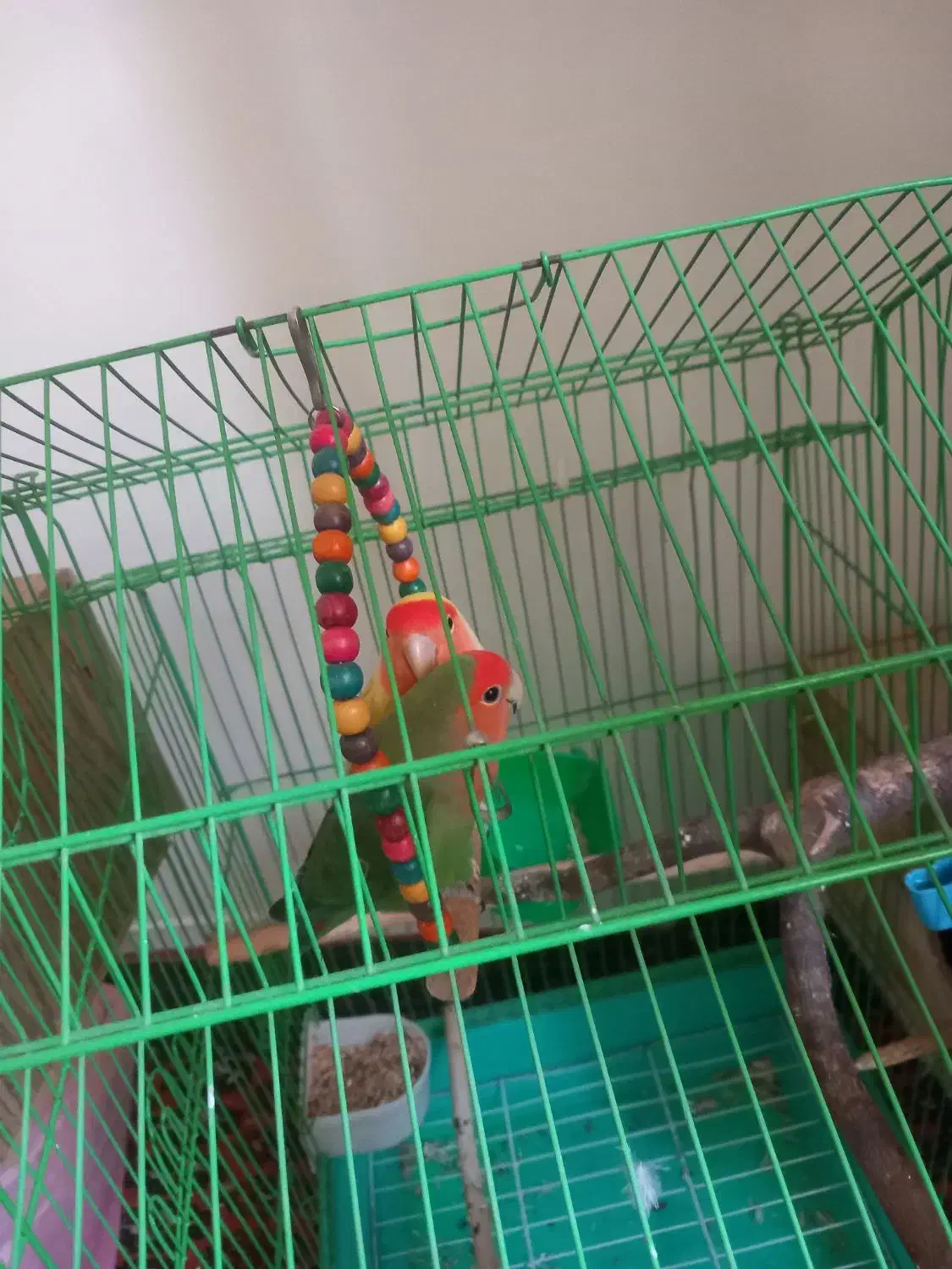 کوتوله برزیلی مولد|پرنده|ری, شهادت|دیوار