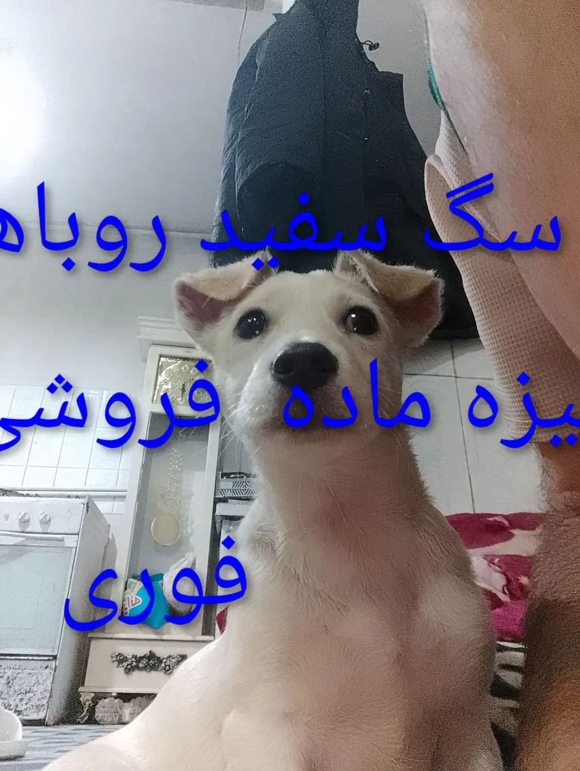 سگ سفید ماده نزاده اشپیزهروباهی|سگ|مشهد, طبرسی شمالی|دیوار