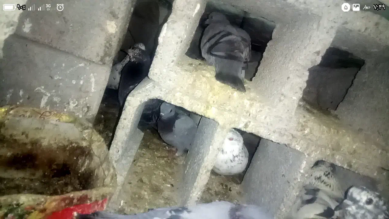 کبوتر|پرنده|رودخانه, |دیوار