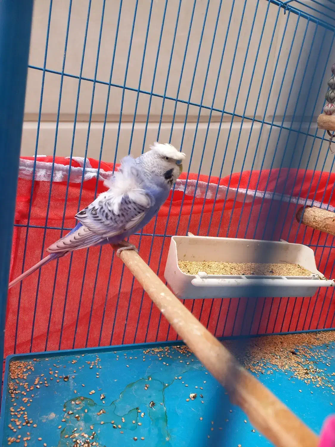 مرغ عشق پروانه ای بنفش|پرنده|دوگنبدان, |دیوار