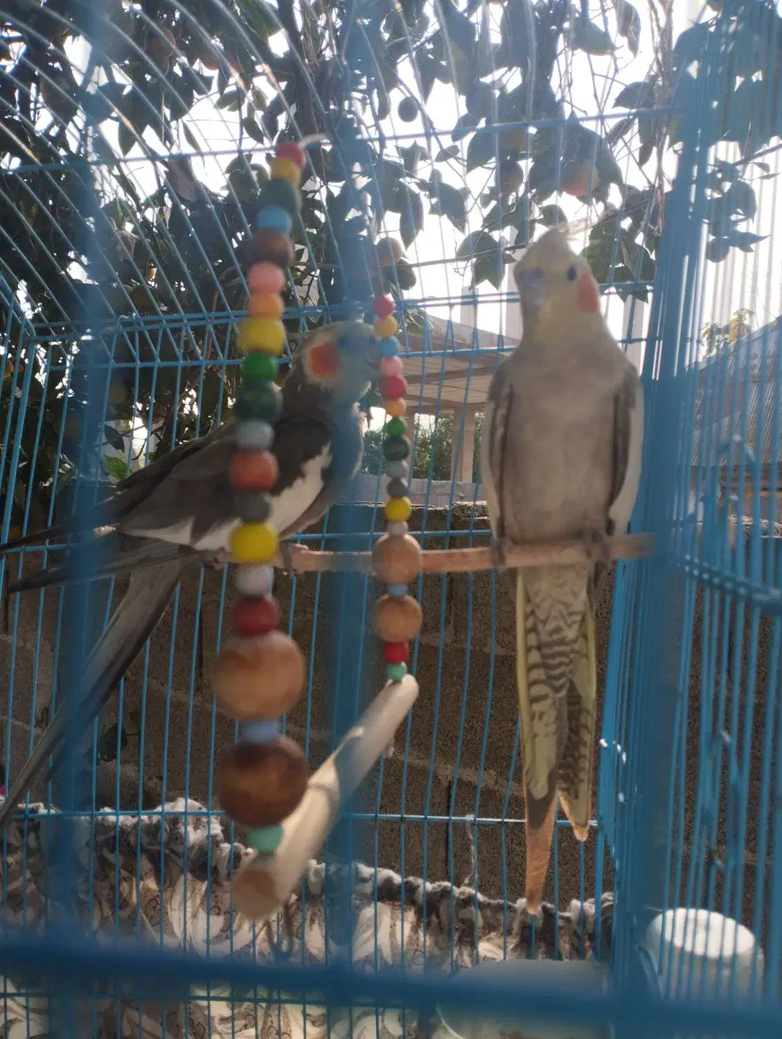 یه جفت عروس هلندی بالغ و سالم|پرنده|ماسال, |دیوار