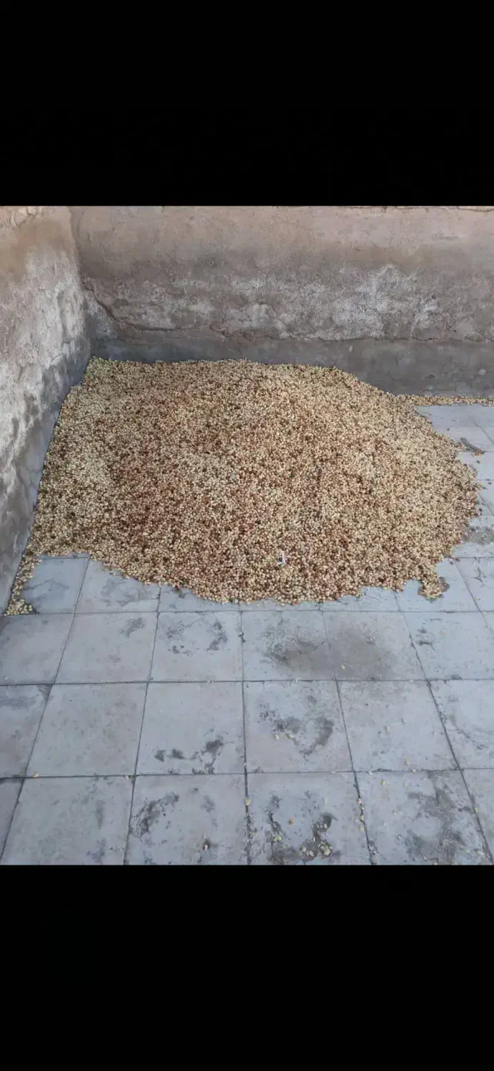 خرید پسته پوک و روابی|خدمات باغبانی و درختکاری|رفسنجان, |دیوار