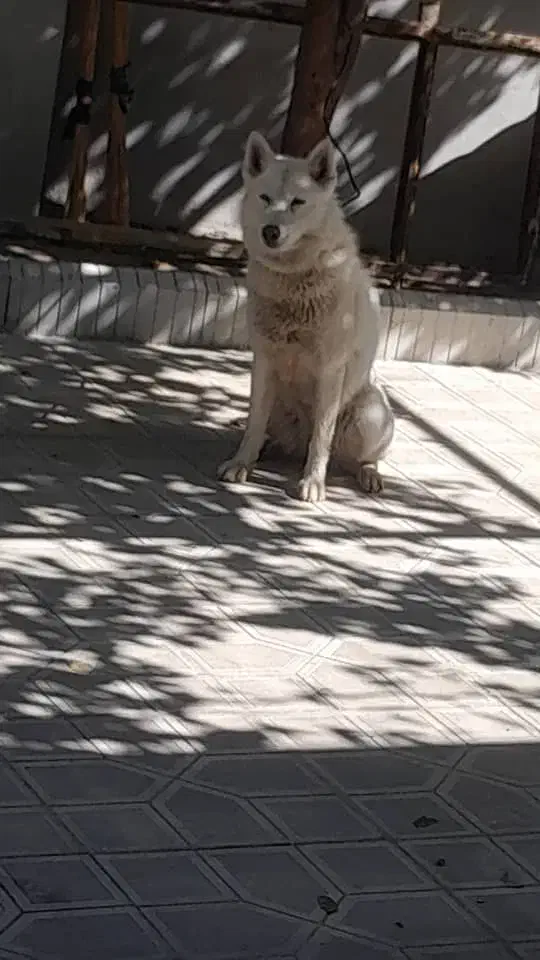 سگ هاسکی|سگ|یاسوج, |دیوار