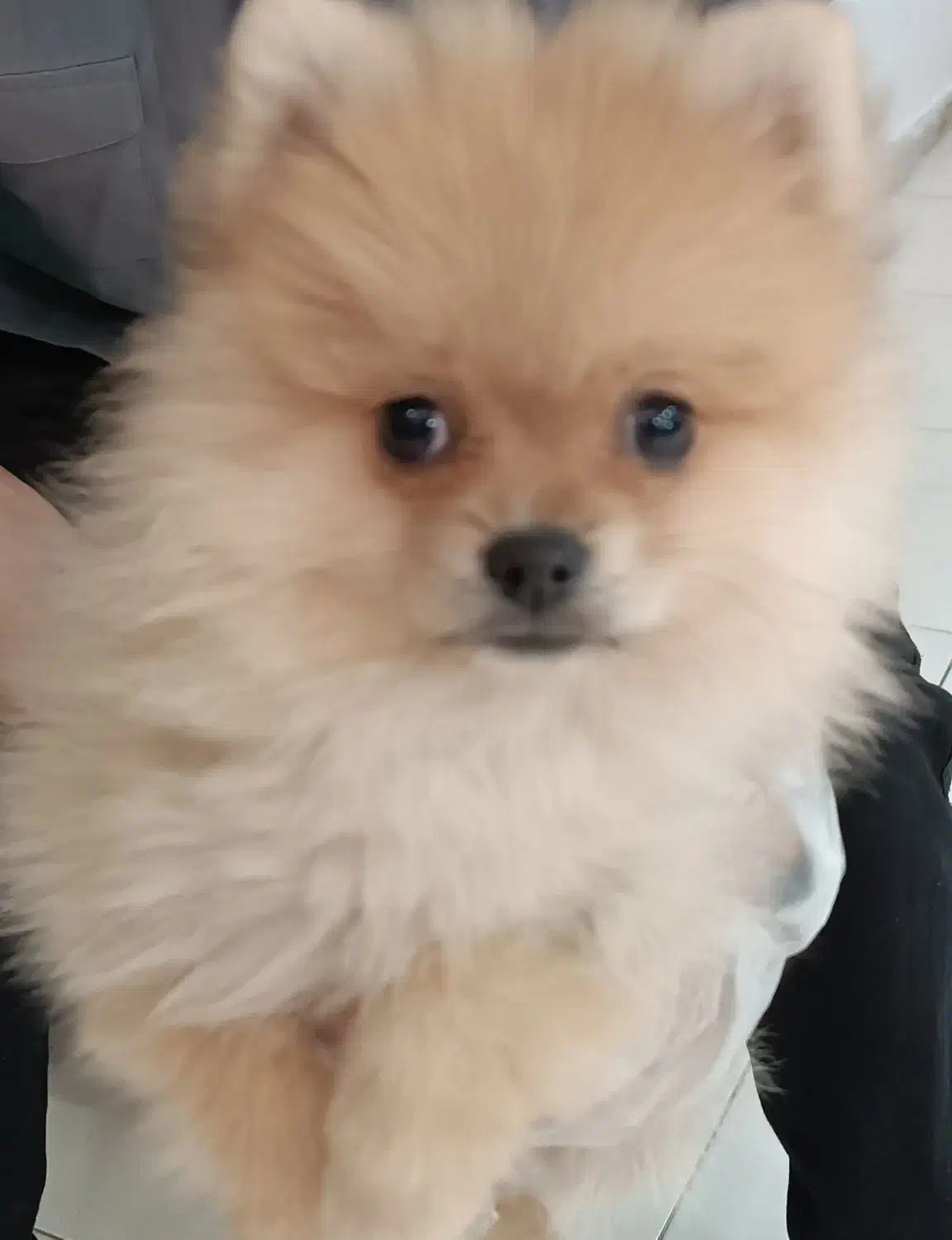 پامر روباهی 7ماهه|سگ|تهران, ایرانشهر|دیوار