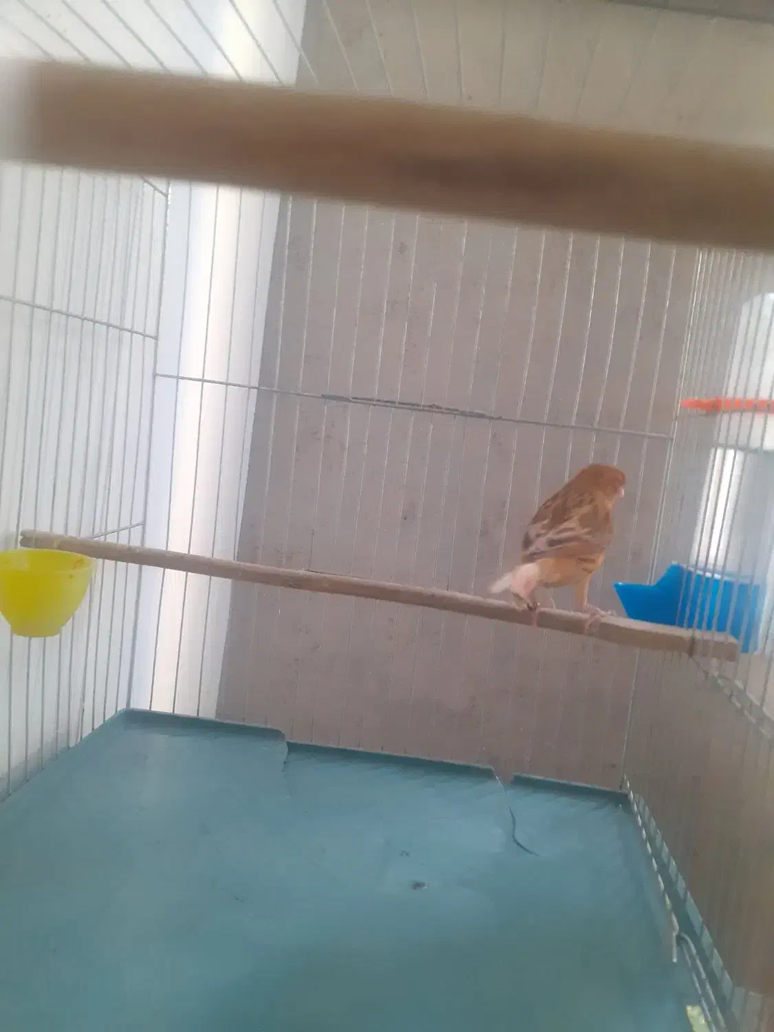 قناری ماده  سوخته دارچینی اماده  و کاملا سلامت|پرنده|تهران, نصرت|دیوار