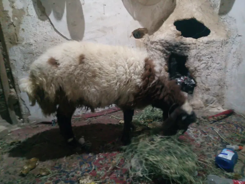 بره|حیوانات مزرعه|اصفهان, سودان|دیوار