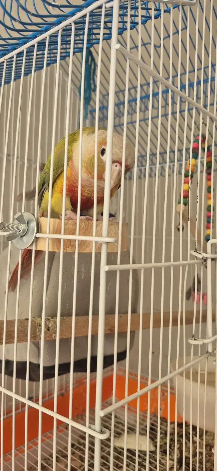 طوطی گیرینچیک نر|پرنده|نجف‌آباد, یزدانشهر|دیوار