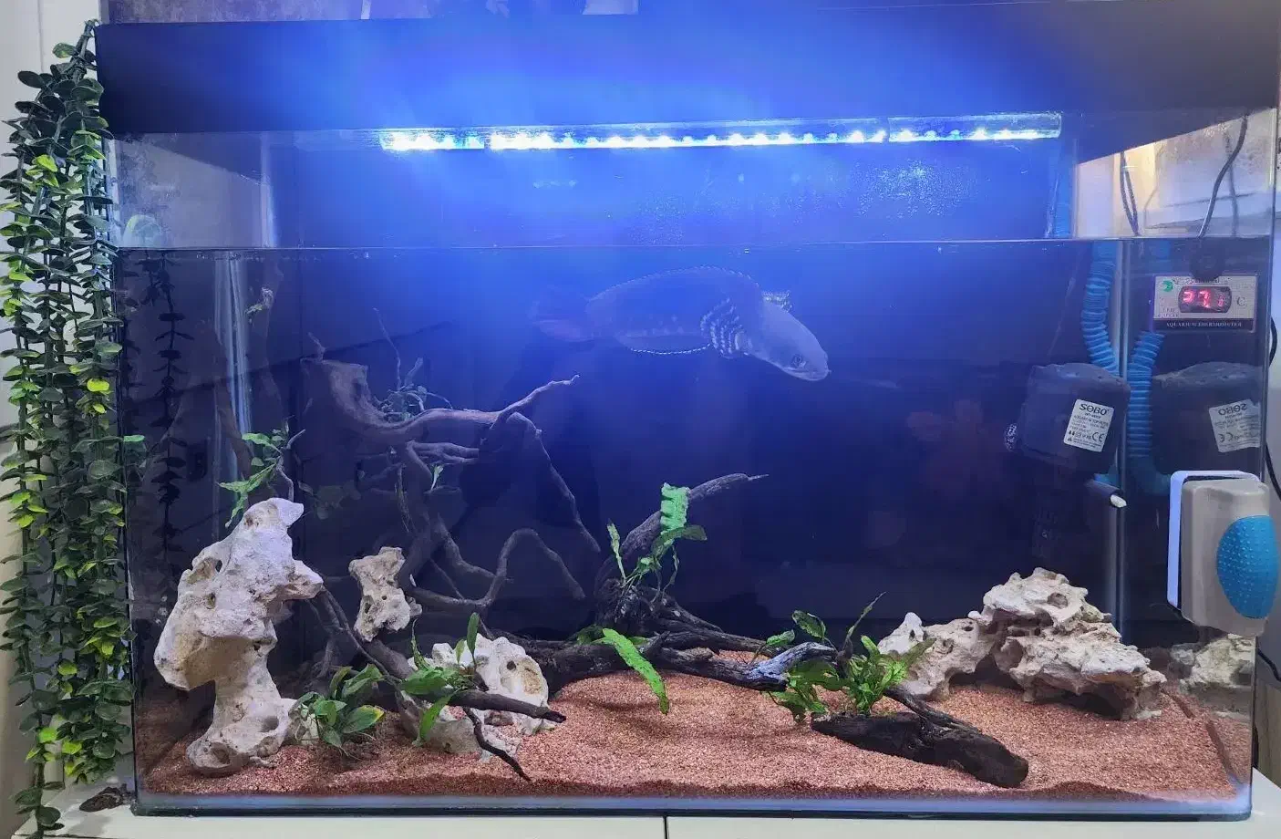 آکواریوم|ماهی|ری, دیلمان|دیوار