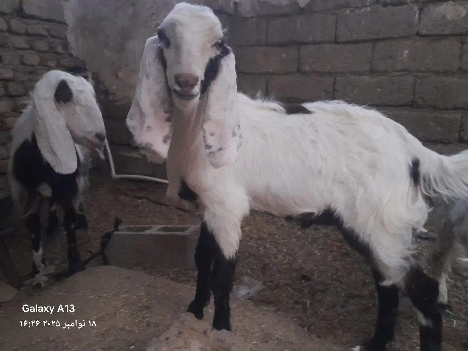 بزوطنی شیری با کهره بزرگ|حیوانات مزرعه|زهک, |دیوار