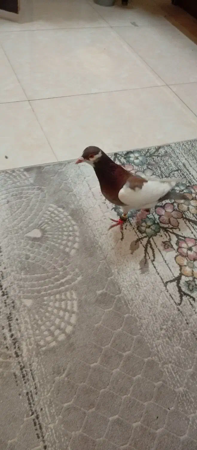 یهودی سرخ|پرنده|مشهد, کوشک مهدی|دیوار