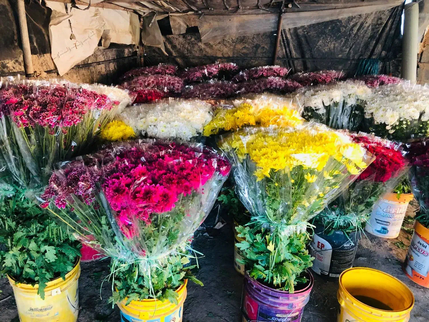 گل داودی تعداد/ در ۴ فصل سال|گل و گیاه طبیعی|پاکدشت, پاکدشت (مامازند)|دیوار