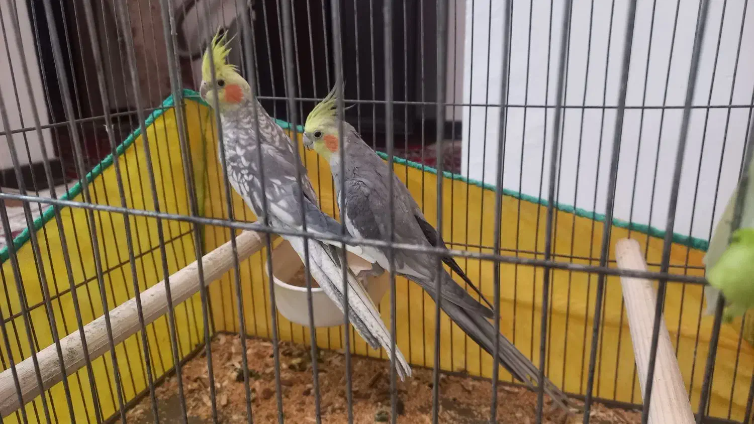 عروس هلندی|پرنده|زرندیه, |دیوار