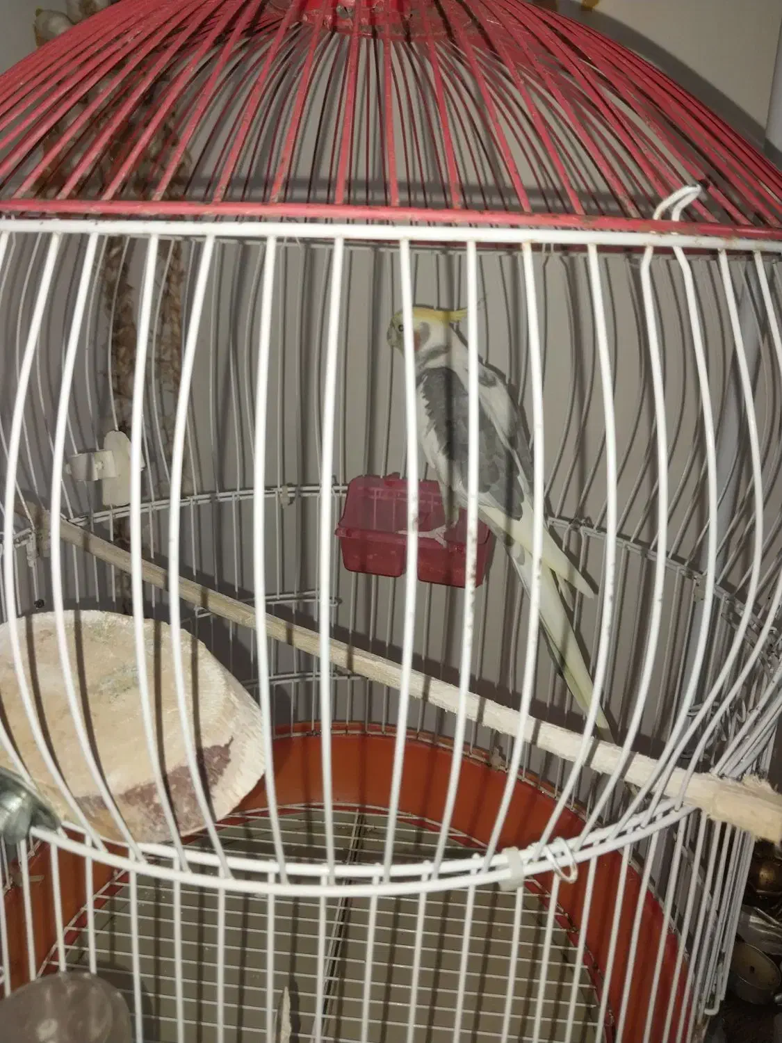 پرنده عروس هلندی|پرنده|رشت, جماران|دیوار