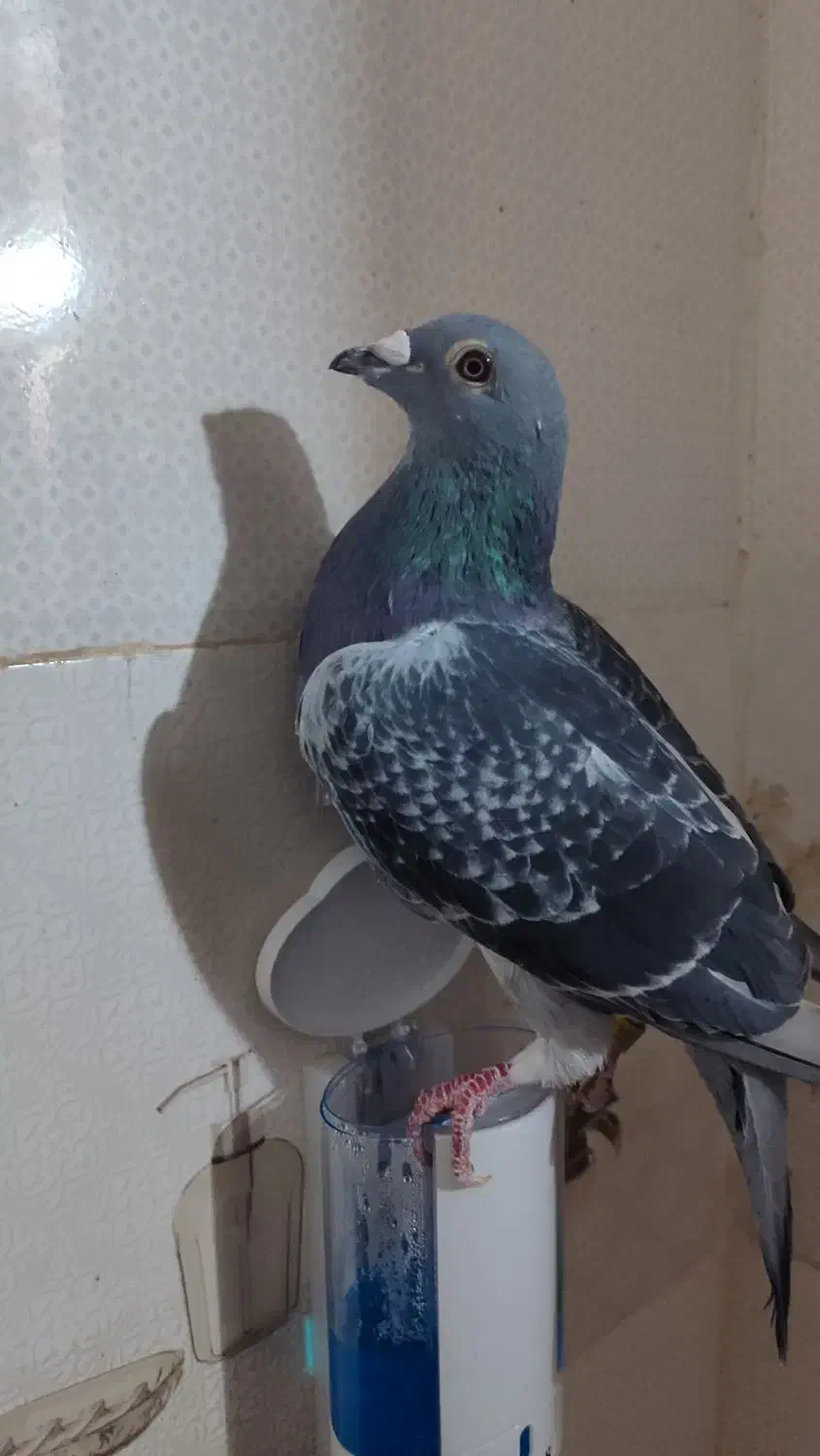 نرسیلور|پرنده|زهک, |دیوار