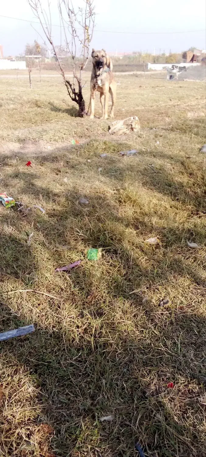 سگ ۱۰ ماهه|سگ|پارس‌آباد, |دیوار