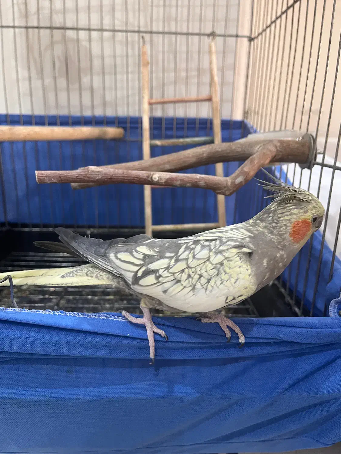 عروس هلندی ماده|پرنده|تهران, امام زاده عبدالله|دیوار