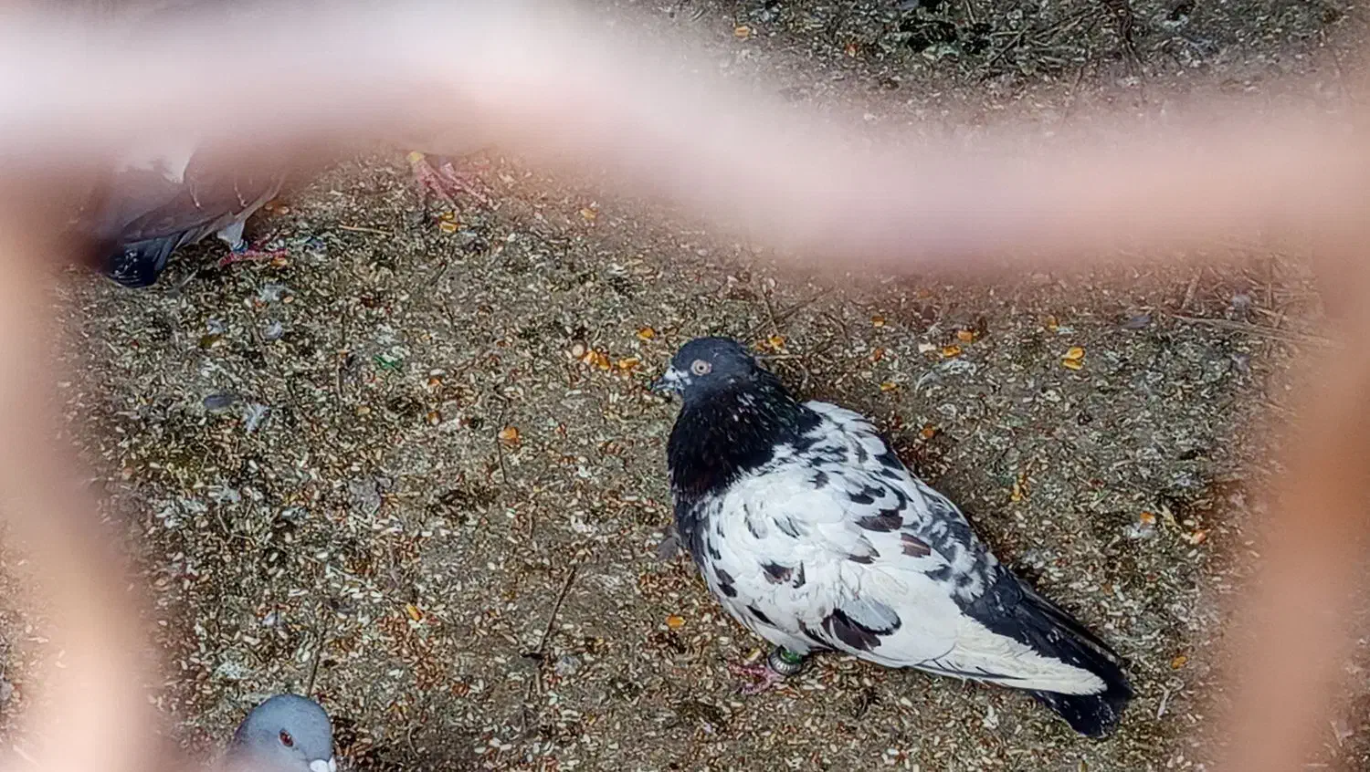 طراح|حیوانات|سوسنگرد, |دیوار