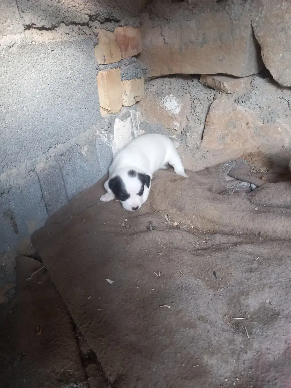 سگ پاه کوتاه|سگ|بجنورد, |دیوار