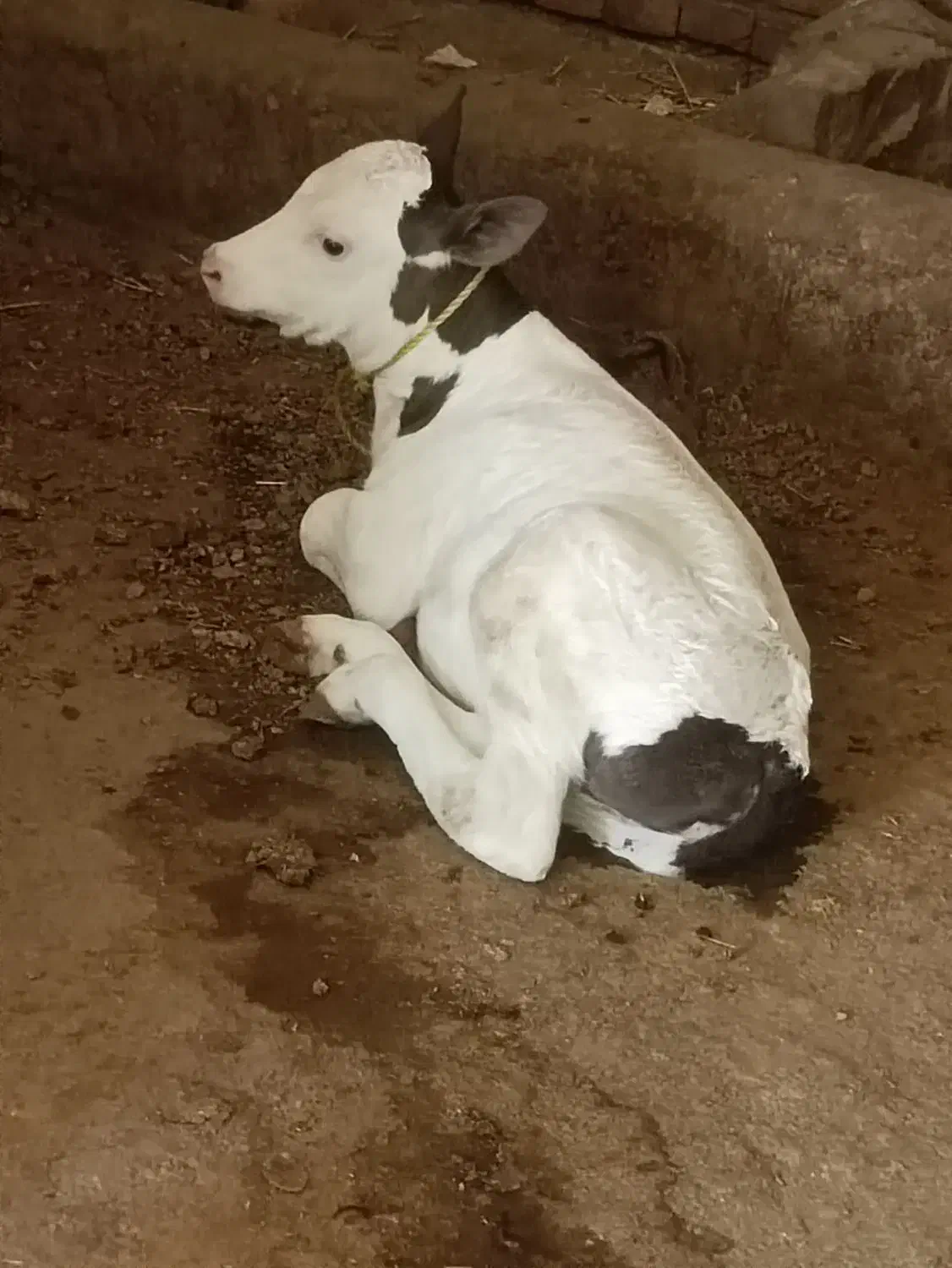 گاو با گوساله ماده مور سیمنتال|حیوانات مزرعه|نظر کهریزی, |دیوار