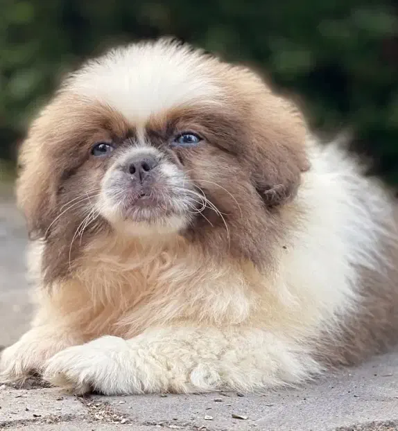 فروشی سیتژو عروسکی|سگ|تنکابن, |دیوار