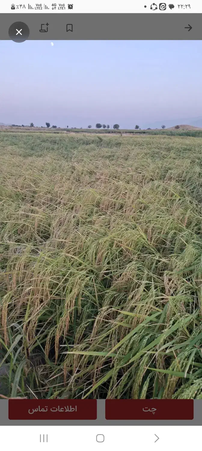 برنج پیش فروش|خوردنی و آشامیدنی|سیلاخور, |دیوار