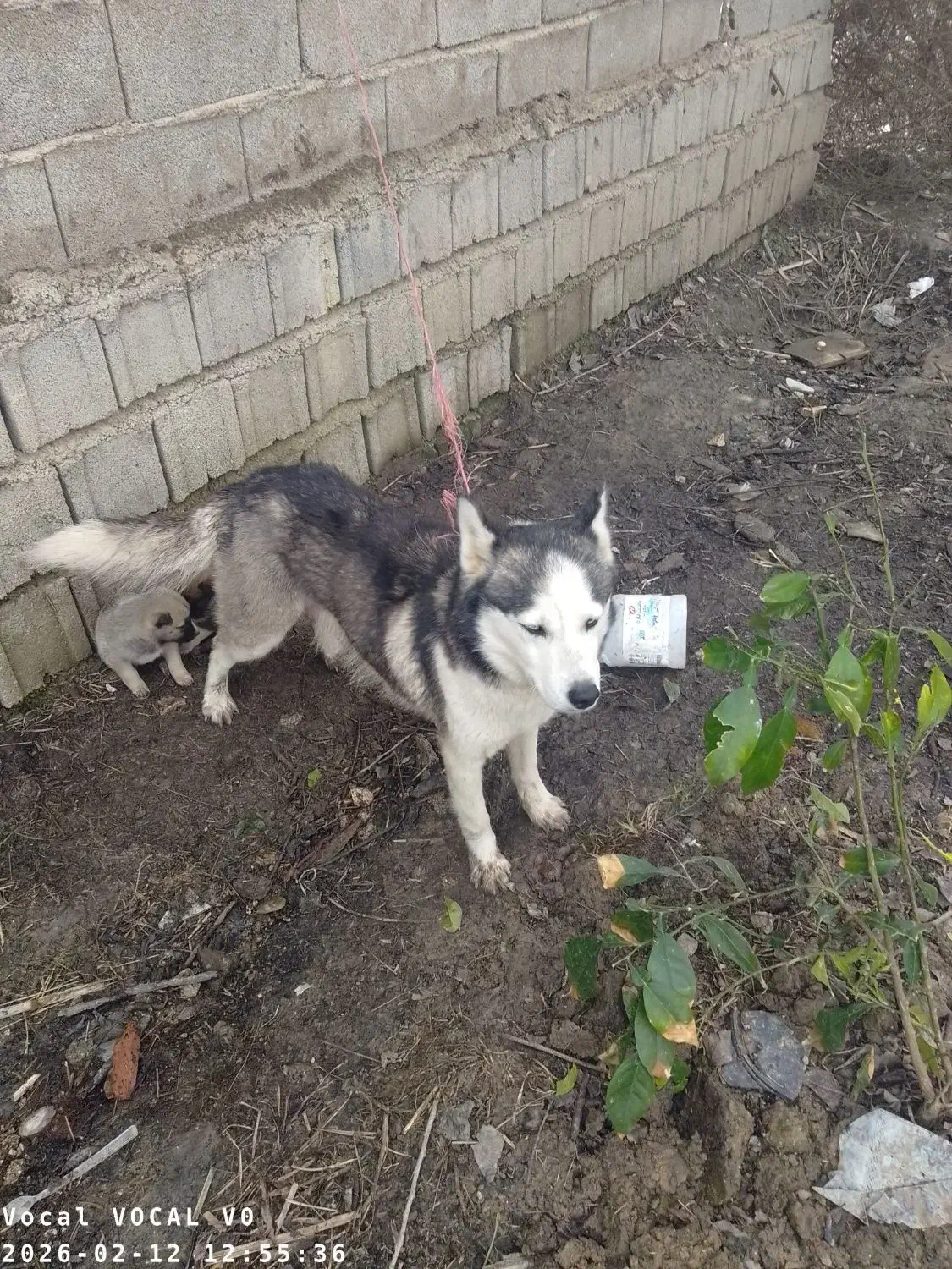 سگ هاسکی|سگ|بهشهر, |دیوار