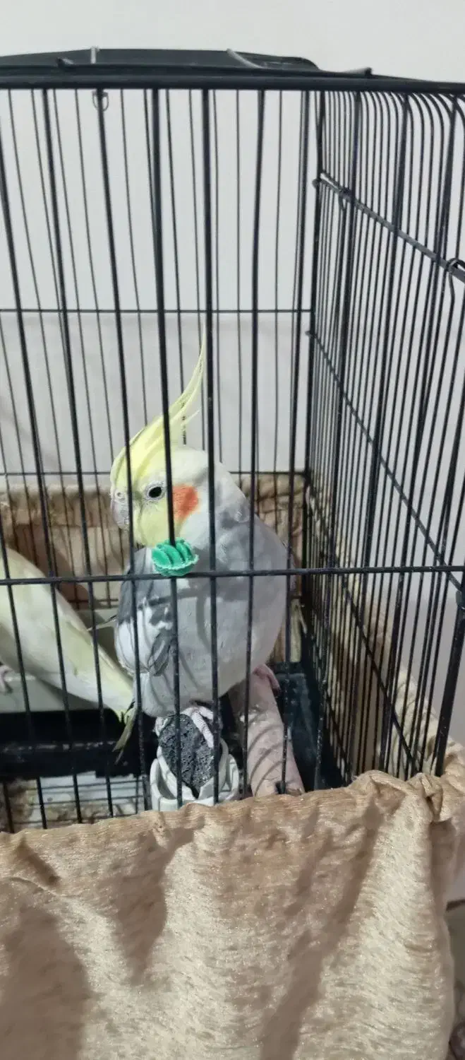 عروس هلندی سخنگو|پرنده|پرند, فاز ۵|دیوار