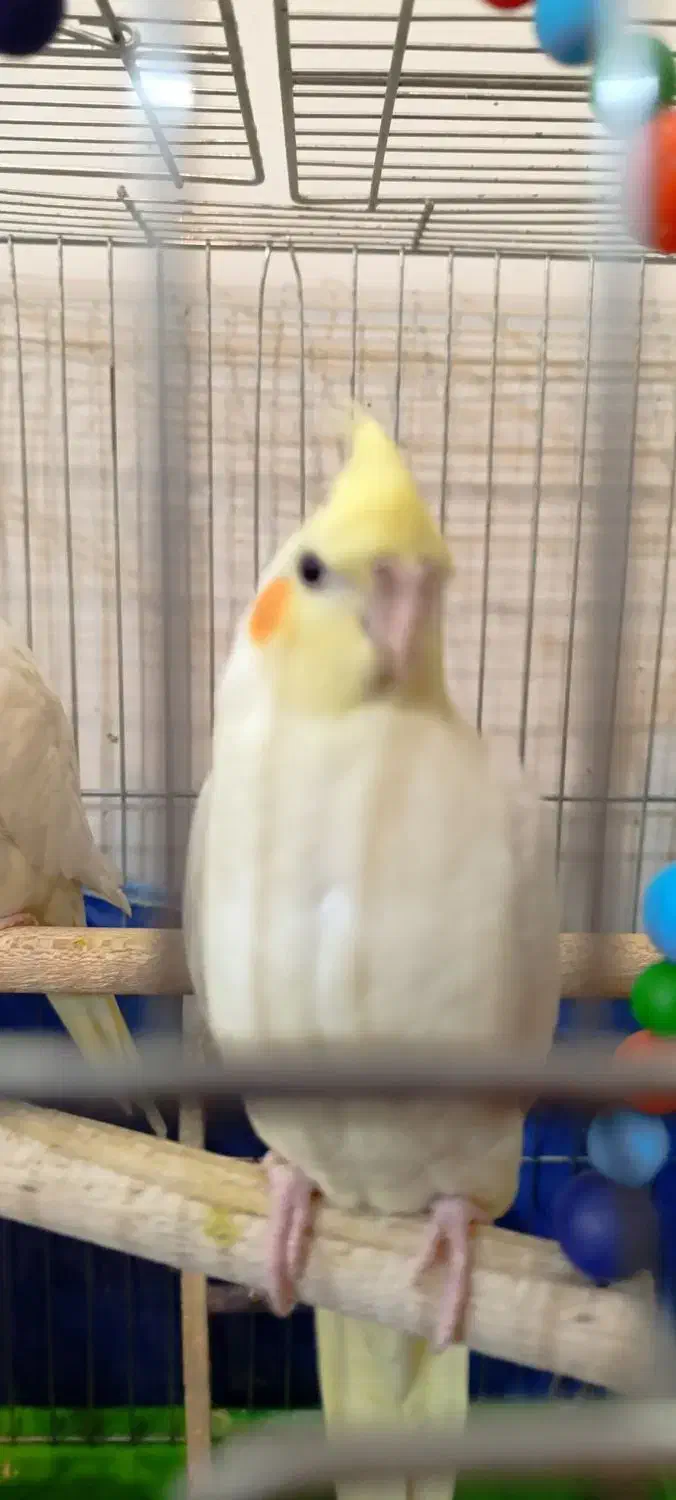 عروس هلندی|پرنده|صدرا-فارس, فاز ۱|دیوار