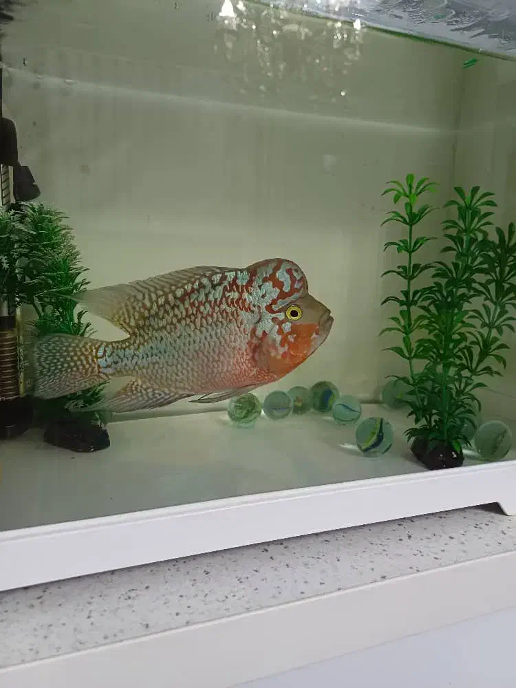 ماهی فلاور کامفا مولتی کالر|ماهی|کرج, گوهردشت|دیوار