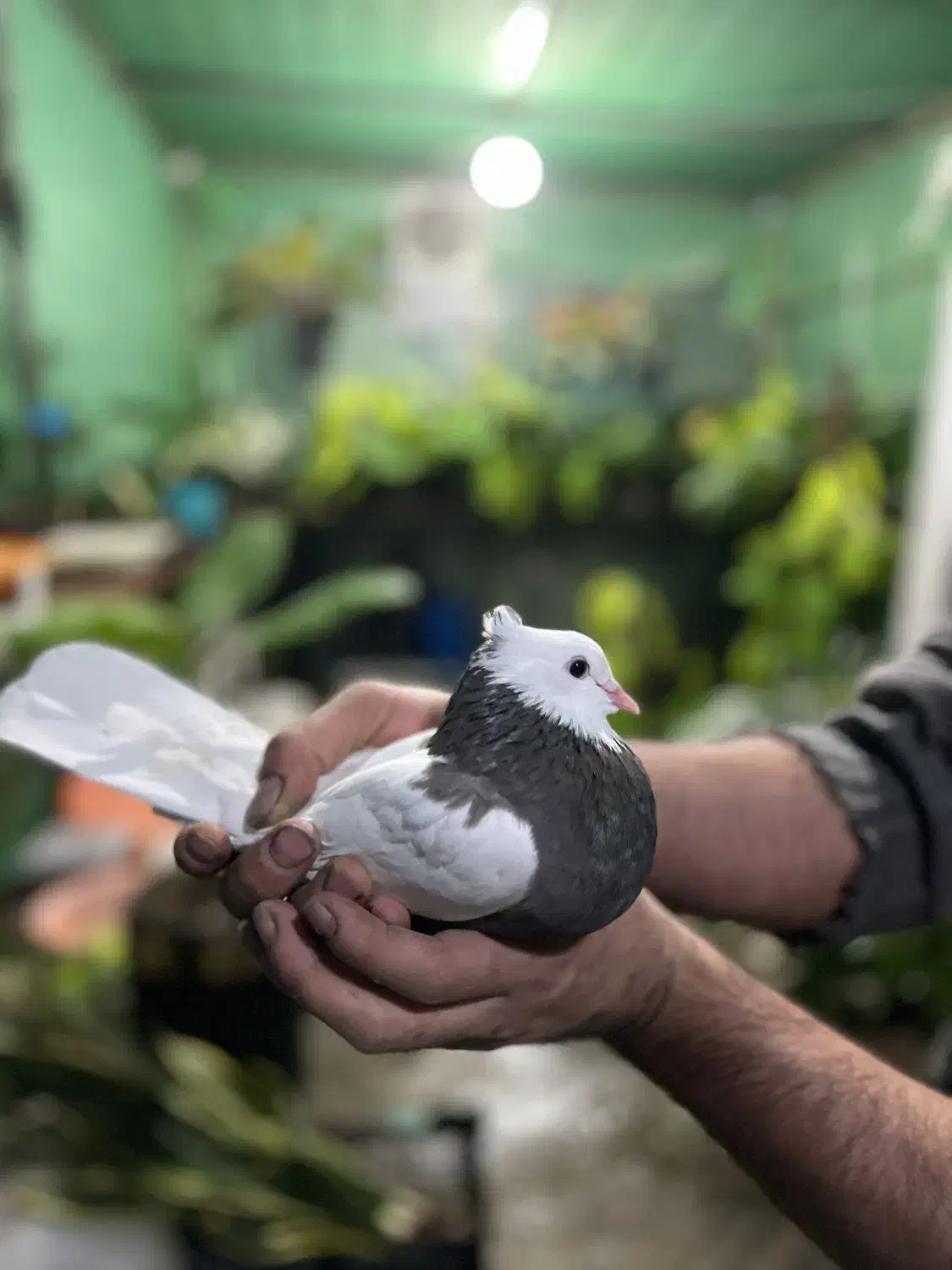 کبوتر طوقی زیره ای|پرنده|قائمشهر, |دیوار