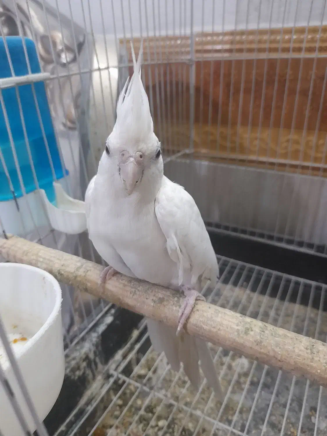 عروس هلندی|پرنده|باقرشهر, |دیوار