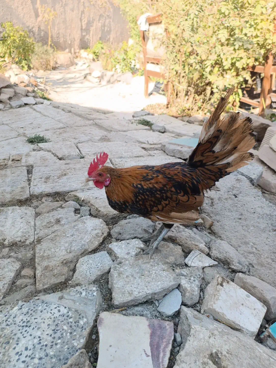 مرغ خروس مینیاتوری|حیوانات مزرعه|جغتای, |دیوار