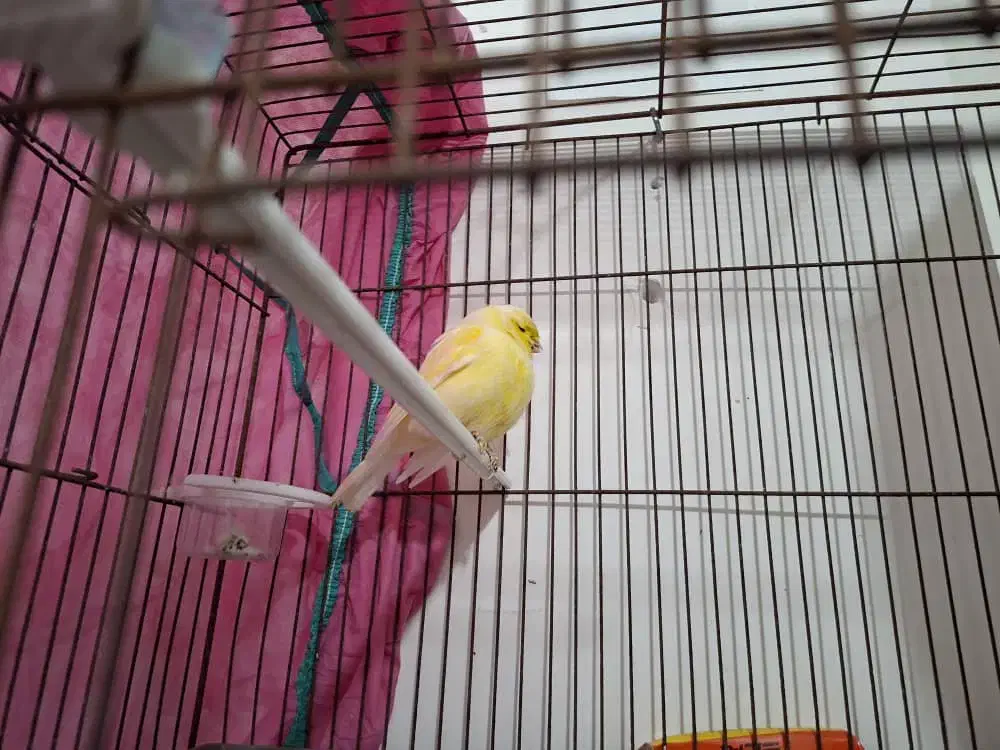 قناری گلاستر نر|پرنده|رشت, یخسازی|دیوار