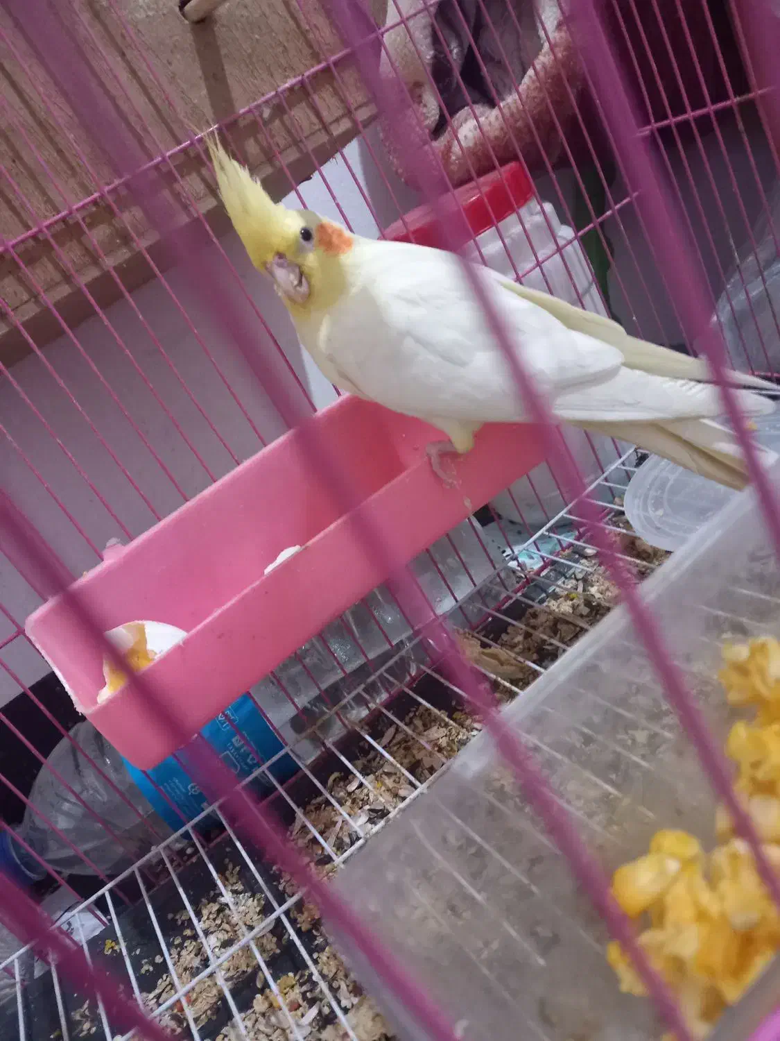 جفت‌ عروس هلندی چشم شرابی   مولد|پرنده|شوش, |دیوار