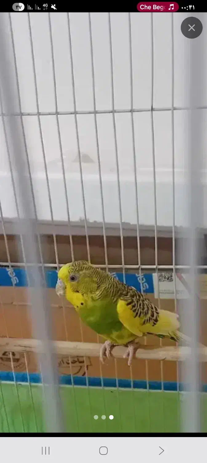 مرغ عشق ماده|پرنده|گرمسار, |دیوار