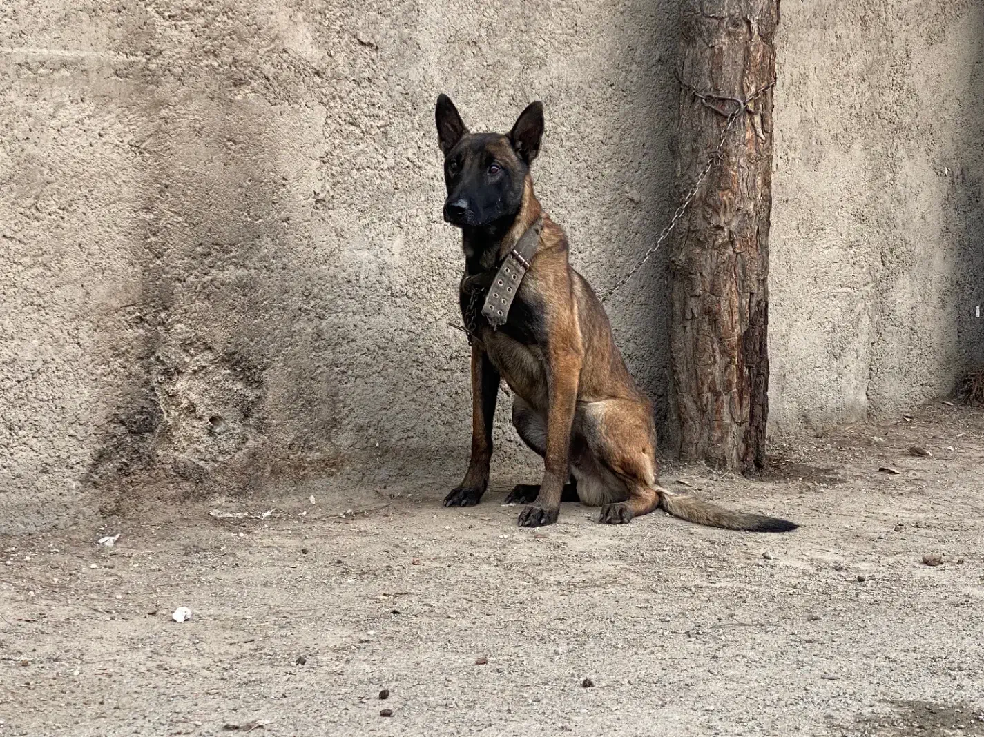 مالینیوز سگ پلیس|سگ|شاهدشهر, |دیوار