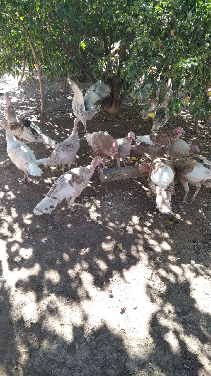 بوقلمون سالم و سرحال|حیوانات مزرعه|دشت ذهاب, |دیوار