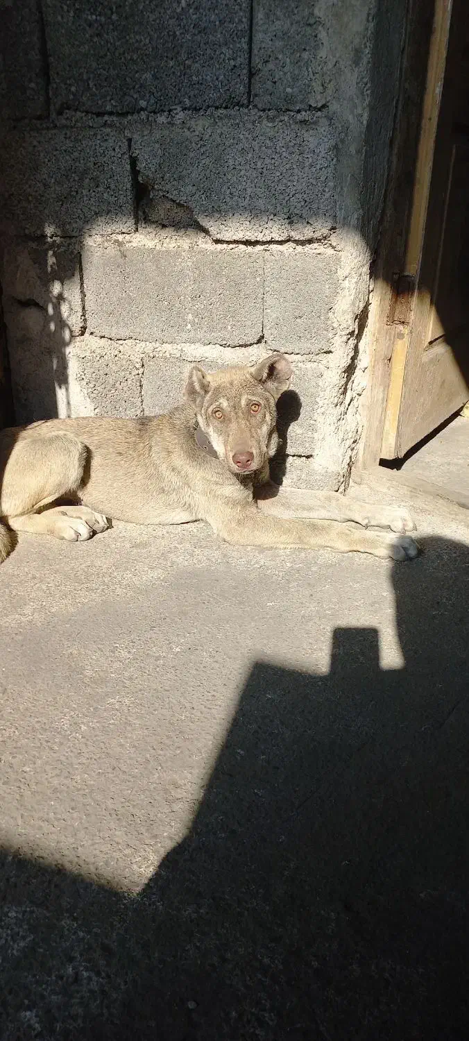 توله ماده پژدر اصیل|سگ|سنگر, |دیوار