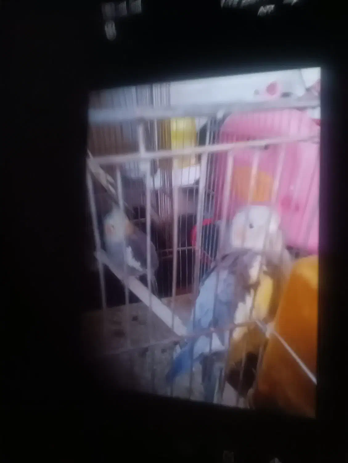 فروش عروس هلندی|پرنده|کاشان, یزد‌آباد|دیوار