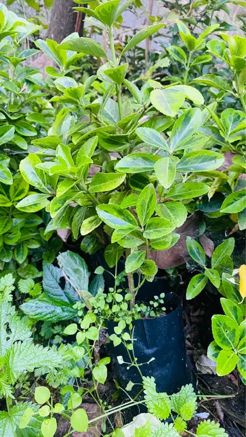 شمشاد سبز|گل و گیاه طبیعی|رحیمآباد, |دیوار